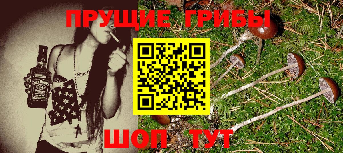 Псилоцибиновые грибы Psilocybe Дубна